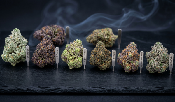 Affordable Exotic THCA Flower Options: Premium Strains Without the Premium Price Tag