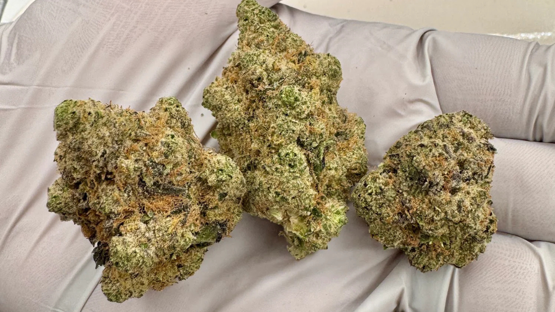 Apple Scotti THCA Flower Review: Is This California Dessert Strain Worth It?
