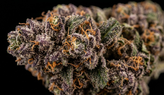 Ultra-realistic macro photograph of a dense THCA cannabis flower bud featuring deep purple and vibrant green coloration, woven with bright orange pistils and coated in frosty white trichomes against a solid black background.