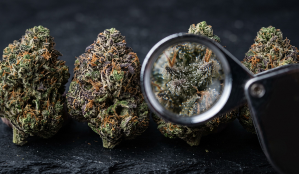 What Makes a Flower Look Premium? A Visual Guide to THCA Flower Quality