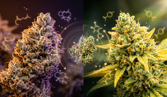 What Makes a THCA Strain Feel "Heavy" or "Light"? The Science Behind the Experience