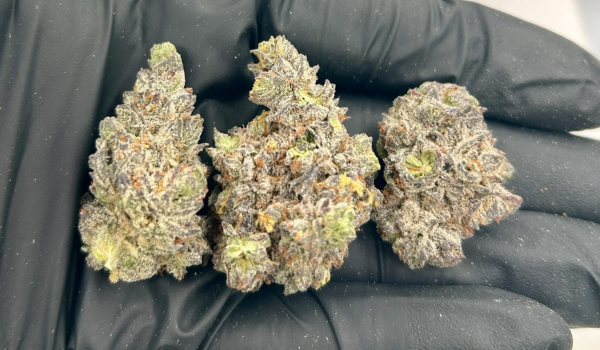 Why Blueberry Muffin THCA Flower Is Perfect for First-Time Buyers