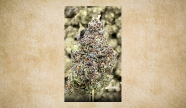 Why Snowman THCA Flower Stands Out in the Premium Hemp Market