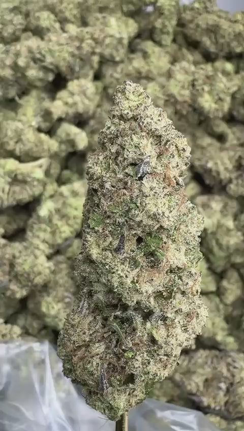 Biscotti - Premium Indoor THCA Flower