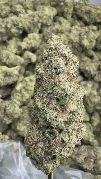 Biscotti - Premium Indoor THCA Flower