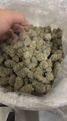 Blue Diesel OG CBD