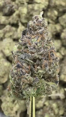Snowman - Premium Indoor THCA Flower | California Grown